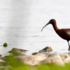 Un ibis brillante con un pico largo y curvado camina con gracia sobre aguas poco profundas rocosas contra una costa verde y marrón borrosa, ofreciendo la escena tranquila perfecta para los entusiastas del Avistamiento de Aves en Badajoz que exploran paisajes pintorescos. - ForTwo - Planes para parejas