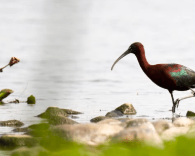 Un ibis brillante con un pico largo y curvado camina con gracia sobre aguas poco profundas rocosas contra una costa verde y marrón borrosa, ofreciendo la escena tranquila perfecta para los entusiastas del Avistamiento de Aves en Badajoz que exploran paisajes pintorescos. - ForTwo - Planes para parejas