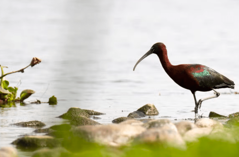Un ibis brillante con un pico largo y curvado camina con gracia sobre aguas poco profundas rocosas contra una costa verde y marrón borrosa, ofreciendo la escena tranquila perfecta para los entusiastas del Avistamiento de Aves en Badajoz que exploran paisajes pintorescos. - ForTwo - Planes para parejas