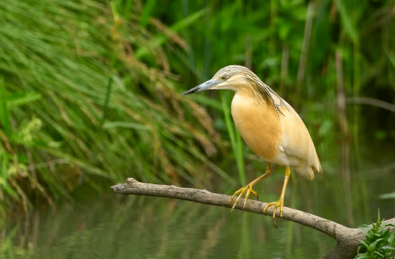 Una garza con plumaje beige y blanco se posa graciosamente en una rama sobre un tranquilo cuerpo de agua, con el exuberante fondo verde de Badajoz como telón de fondo en "Avistamiento de Aves en Badajoz". - ForTwo - Planes para parejas