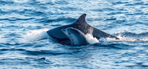 En las serenas aguas de Mallorca, un avistamiento de delfines llamado dúo se desliza elegantemente, ofreciendo una fascinante experiencia de avistamiento de delfines para aquellos que tienen la suerte de presenciarlo. - ForTwo - Planes para parejas