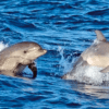 Dos delfines saltan con gracia desde el océano, creando salpicaduras durante un Avistamiento de Delfines en Mallorca. - ForTwo - Planes para parejas