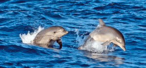 Dos delfines saltan con gracia desde el océano, creando salpicaduras durante un Avistamiento de Delfines en Mallorca. - ForTwo - Planes para parejas
