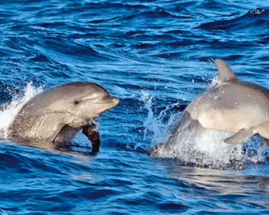 Dos delfines saltan con gracia desde el océano, creando salpicaduras durante un Avistamiento de Delfines en Mallorca. - ForTwo - Planes para parejas