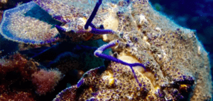 Un primer plano de una criatura marina con antenas azules, parecida a las maravillas marinas que verías durante un Bautismo de Buceo en Mallorca, camuflada con un caparazón rocoso similar a una armadura bajo el agua. - ForTwo - Planes para parejas