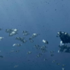 Un buceador explora las profundas aguas azules del océano, rodeado de un banco de peces durante su aventura de Bautismo de Buceo en Menorca. - ForTwo - Planes para parejas