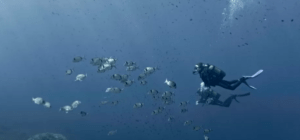 Un buceador explora las profundas aguas azules del océano, rodeado de un banco de peces durante su aventura de Bautismo de Buceo en Menorca. - ForTwo - Planes para parejas