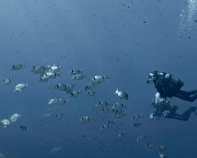 Un buceador explora las profundas aguas azules del océano, rodeado de un banco de peces durante su aventura de Bautismo de Buceo en Menorca. - ForTwo - Planes para parejas