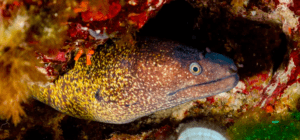 Una morena moteada emerge de una grieta de coral bajo el agua, revelando las maravillas ocultas que puedes experimentar durante una aventura de Bautismo de Buceo en Menorca. - ForTwo - Planes para parejas