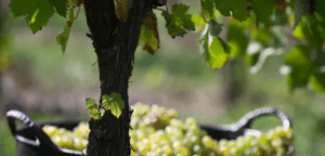 Primer plano de una vid con hojas exuberantes, ideal para tu próxima Escapada al Salto del Nervión. Una cesta llena de uvas verdes al fondo promete los ricos sabores que esperan a los visitantes. - ForTwo - Planes para parejas