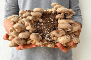 Una persona sostiene con orgullo un gran manojo de setas frescas de Finca de setas en Menorca frente a un fondo sencillo. - ForTwo - Planes para parejas