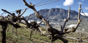 Primer plano de unas vides en un viñedo cerca de Álora con una montaña y un cielo nublado, ideal para elaborar el exquisito "Vino y Gastronomía en Álora". - ForTwo - Planes para parejas