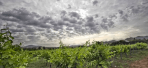 Un viñedo tranquilo bajo un cielo nublado con montañas al fondo encapsula la esencia de Álora y su rica tradición vinícola, capturada perfectamente en "Vino y Gastronomía en Álora". - ForTwo - Planes para parejas