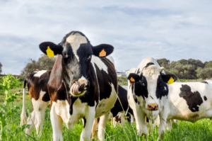 Dos vacas blancas y negras con etiquetas amarillas en las orejas se encuentran en un campo de hierba bajo un cielo nublado, aparentemente listas para la Visita a la Quesería Subaida, donde se elabora el mejor queso. - ForTwo - Planes para parejas