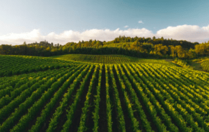Exuberantes hileras de viñedos verdes cerca de Laguardia protagonizan esta exquisita escena de la "Excursión a Laguardia y Haro desde Bilbao", enmarcadas por una colina boscosa bajo un cielo azul con nubes dispersas. - ForTwo - Planes para parejas