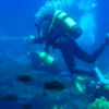 Un buceador, sosteniendo una guía, explora corales y peces vibrantes en las maravillas submarinas de Buceo Alcocéber durante un Bautismo de Buceo en Alcocéber. - ForTwo - Planes para parejas