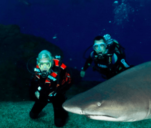 Dos buceadores posan bajo el agua con un gran tiburón, frente al agua azul oscuro, resaltando la emocionante experiencia "Bucea con tiburones en Palma Aquarium". - ForTwo - Planes para parejas