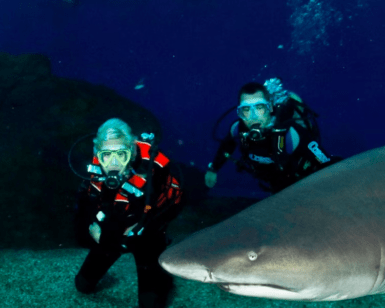 Dos buceadores posan bajo el agua con un gran tiburón, frente al agua azul oscuro, resaltando la emocionante experiencia "Bucea con tiburones en Palma Aquarium". - ForTwo - Planes para parejas