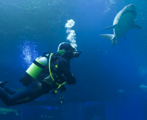 Vive una emocionante aventura submarina cara a cara con tiburones mientras las burbujas se elevan a tu alrededor. Sumérgete en la emoción de "Bucea con tiburones en Palma Aquarium" y haz que tu inmersión en Palma sea inolvidable. - ForTwo - Planes para parejas