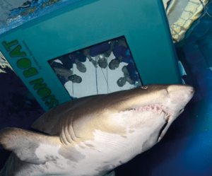 Un tiburón se desliza con gracia bajo un barco con fondo de cristal, cautivando a los espectadores. Para un emocionante encuentro cercano, sumérgete en el mundo de majestuosas criaturas con "Bucea con tiburones en Palma Aquarium". - ForTwo - Planes para parejas