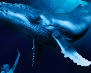 En una escena submarina de color azul, una persona se acerca a una gran ballena que nada arriba, evocando las fascinantes experiencias que ofrece Palma Aquarium con una "Entrada a Palma Aquarium". - ForTwo - Planes para parejas