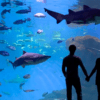 Una pareja de siluetas se toma de las manos, cautivada por los tiburones y los peces mientras se deslizan elegantemente durante su visita al Acuario Entrada a Palma. - ForTwo - Planes para parejas
