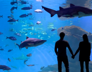 Una pareja de siluetas se toma de las manos, cautivada por los tiburones y los peces mientras se deslizan elegantemente durante su visita al Acuario Entrada a Palma. - ForTwo - Planes para parejas