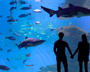Una pareja de siluetas se toma de las manos, cautivada por los tiburones y los peces mientras se deslizan elegantemente durante su visita al Acuario Entrada a Palma. - ForTwo - Planes para parejas