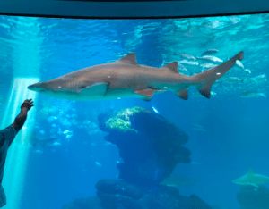 En Palma Aquarium, un gran tiburón se desliza cerca de la mano de alguien entre rocas y peces. Compra ya tu "Entrada a Palma Aquarium" para una experiencia submarina inolvidable. - ForTwo - Planes para parejas