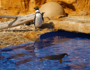 Un pingüino permanece sobre una roca junto a una piscina mientras otro nada, con un fondo rocoso de color naranja como telón de fondo, en el vibrante Marineland Mallorca: Aventura Marina. - ForTwo - Planes para parejas