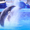 Dos delfines saltan alegremente desde la piscina de Marineland Mallorca: Aventura Marina, creando un deslumbrante espectáculo de salpicaduras. - ForTwo - Planes para parejas