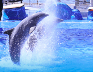 Dos delfines saltan alegremente desde la piscina de Marineland Mallorca: Aventura Marina, creando un deslumbrante espectáculo de salpicaduras. - ForTwo - Planes para parejas