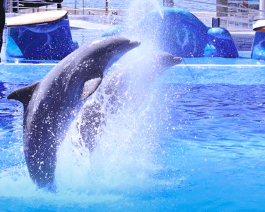 Dos delfines saltan alegremente desde la piscina de Marineland Mallorca: Aventura Marina, creando un deslumbrante espectáculo de salpicaduras. - ForTwo - Planes para parejas