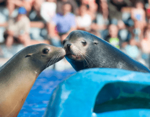 En Marineland Mallorca: Aventura Marina, dos leones marinos deleitan a una multitud ansiosa mientras tocan sus narices junto a la piscina. - ForTwo - Planes para parejas