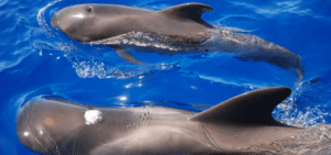 El "Paseo en Yate por Tenerife" ofrece una vista impresionante mientras dos ballenas piloto nadan una al lado de la otra, con sus aletas dorsales cortando las brillantes aguas azules de Tenerife. - ForTwo - Planes para parejas