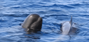 Dos delfines de piel suave y brillante parcialmente sumergidos en el océano crean ondas cerca de un Paseo en Yate por Tenerife. - ForTwo - Planes para parejas