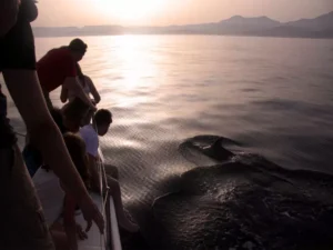 En un tranquilo "Paseo en velero con avistamiento de delfines" al atardecer, la gente disfruta de la encantadora vista de los delfines nadando graciosamente en el mar tranquilo. - ForTwo - Planes para parejas