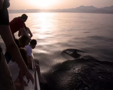 En un tranquilo "Paseo en velero con avistamiento de delfines" al atardecer, la gente disfruta de la encantadora vista de los delfines nadando graciosamente en el mar tranquilo. - ForTwo - Planes para parejas