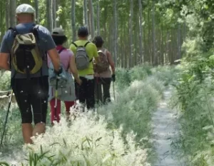 Los excursionistas disfrutan de caminar a través de un bosque por un sendero estrecho bordeado de hierba alta y árboles mientras se dirigen hacia el majestuoso volcán Cerro de Agras en Senderismo por el volcán Cerro de Agras. - ForTwo - Planes para parejas