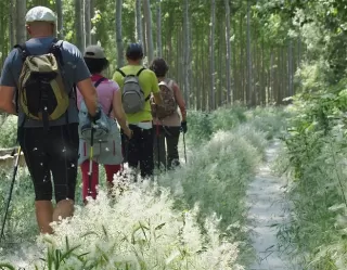 Los excursionistas disfrutan de caminar a través de un bosque por un sendero estrecho bordeado de hierba alta y árboles mientras se dirigen hacia el majestuoso volcán Cerro de Agras en Senderismo por el volcán Cerro de Agras. - ForTwo - Planes para parejas