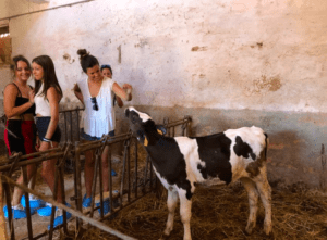 En un pajar de paredes rústicas, cuatro personas acarician un ternero, mientras la esencia de Ferreries queda atrapada en el aroma de Taller de Queso Mahón-Menorca en Ferreries que flota en el aire. - ForTwo - Planes para parejas