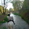 Una persona monta un caballo blanco a lo largo de un arroyo poco profundo y bordeado de árboles, que recuerda la pintoresca "Ruta a Caballo en Novallas: Especial para parejas", con otro jinete siguiéndolo con gracia detrás. - ForTwo - Planes para parejas