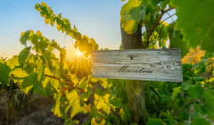 Al atardecer, la Terraza entre viñedos en el Penedès luce vides y un cartel de madera de Macabeo, cuyas hojas brillan bajo la cálida luz. - ForTwo - Planes para parejas